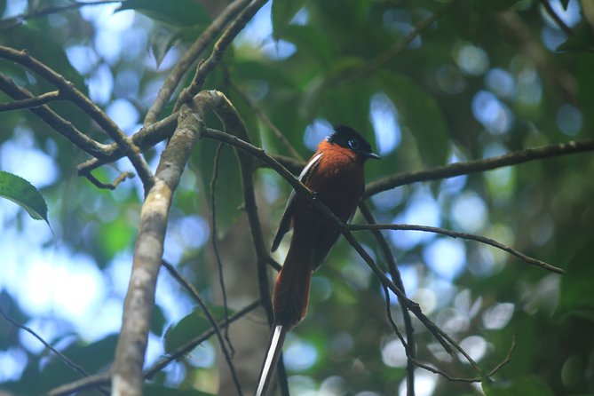 Madagascar Wildlife Tour for 02 Days - Traveler Experience and Reviews