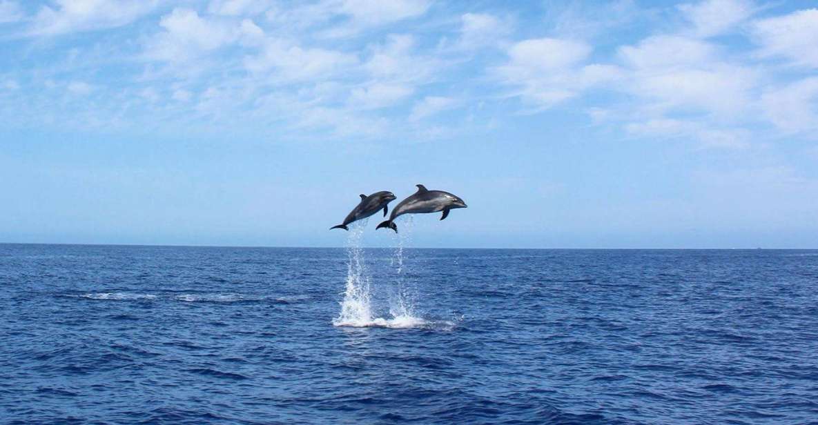 Madeira: 2.5-Hour Whale and Dolphin-Watching Cruise - Comfort and Amenities