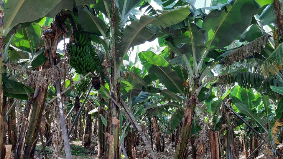 Madeira: Private Banana Farm Tour With Pickup - Exclusions