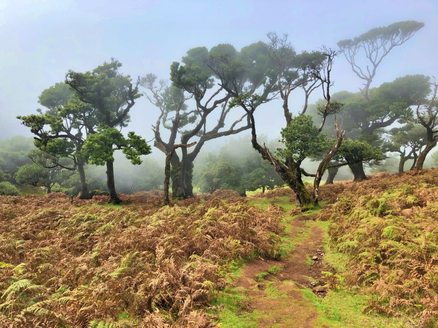 Madeira: Private Guided Vereda Do Fanal Walk PR13 - Starting and Ending Points