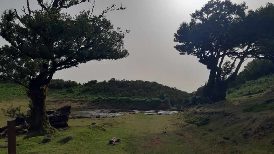 Madeira: Private Tour of Fanal Forest - Path of the Plateau