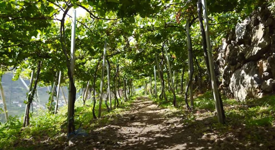 Madeira - Vineyard Tour Wine Tasting - Included - Tour Inclusions