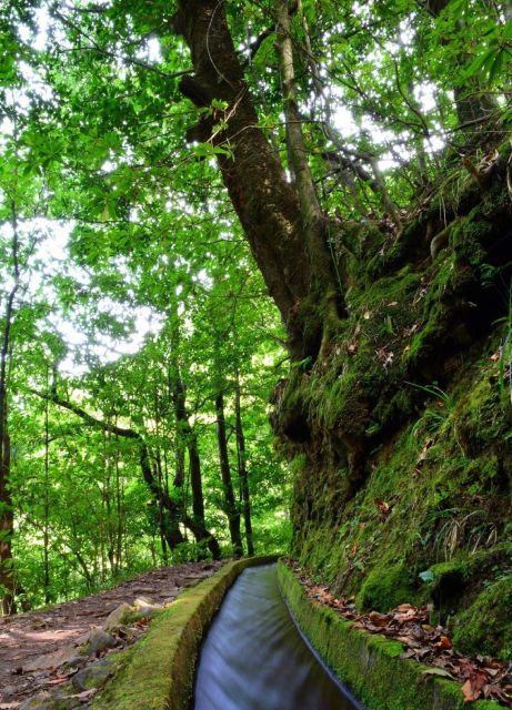 Madeira: Walking Tour Levada Do Rei/Ribeiro Bonito - Tour Details