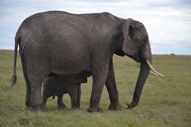 Magical Mara - Cultural Immersion