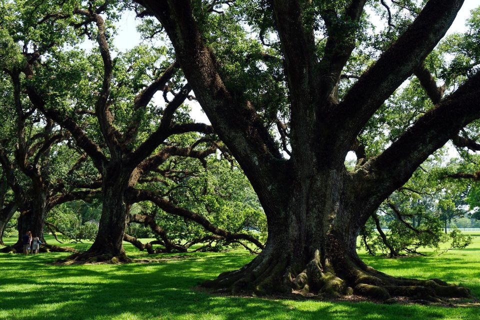 Majestic Oak Alley Plantation Tour - Pickup and Dropoff