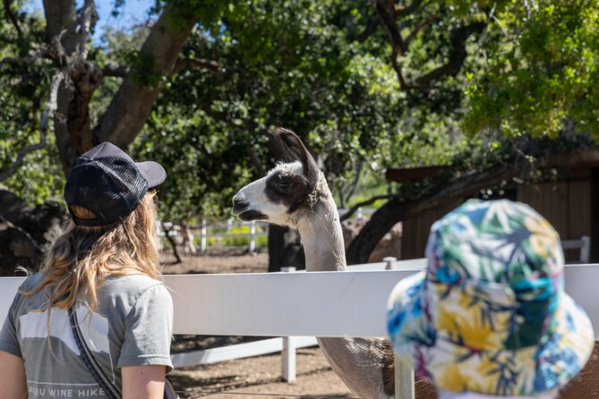 Malibu: Guided Vineyard Hike With Photo Stops and Wine - Pricing and Booking