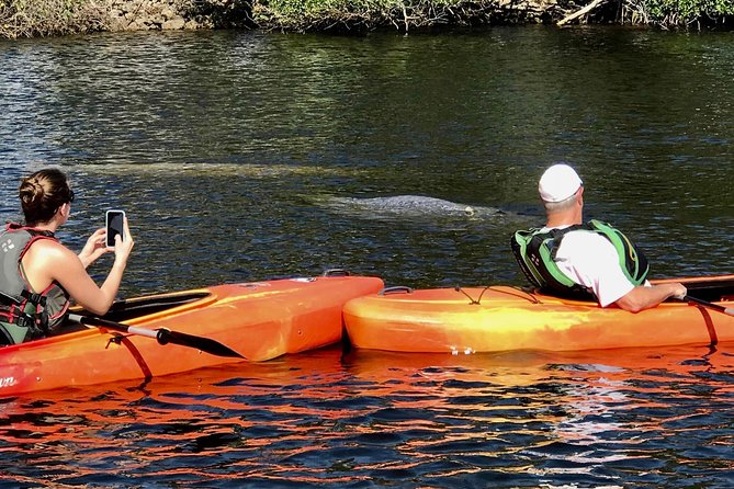 Manatees and Mangrove Tunnels Small Group Kayak Tour - Tour Experience