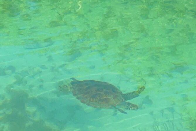 Mangrove Cay And Iguana Island Venture In Turks And Caicos Island - Wildlife and Experiences