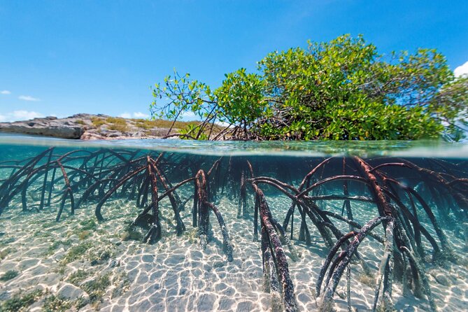 Mangrove Cay Tour - Accessibility Considerations