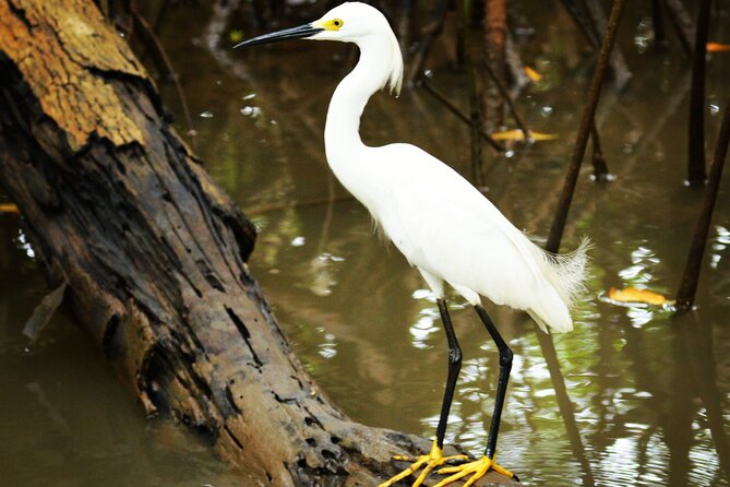 Mangrove Guided Tour - Meeting and Drop-off Locations