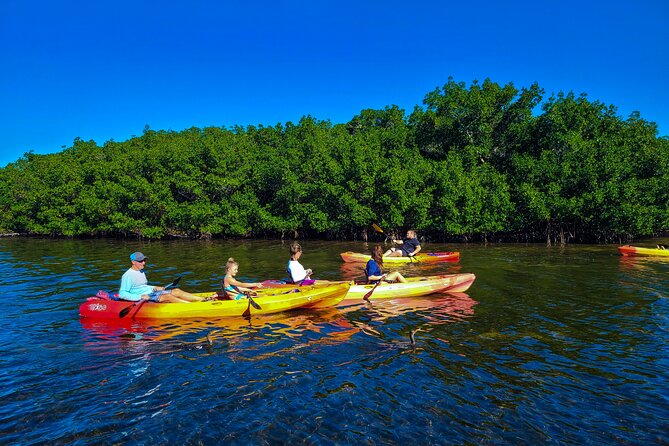 Mangroves, Manatees, and a Hidden Beach: Kayak Tour - Wildlife Sightings