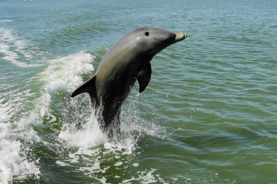 Marco Island: 2-Hour Dolphin, Birding, and Shelling Tour - What to Bring