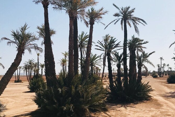 Marrakech Grove Palm Buggy Tour - Buggy Adventure Experience