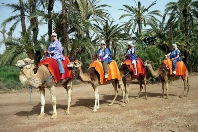 Marrakech Half-Day Camel Ride in Palm Grove - Included Transportation and Local Guide