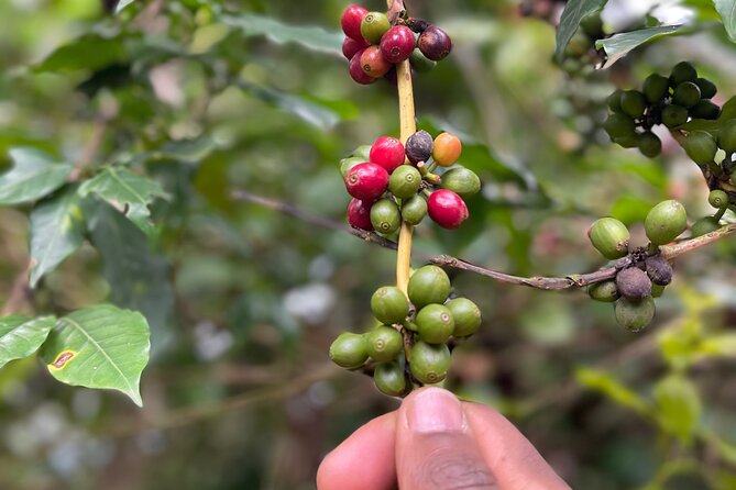 Materuni Waterfalls & Coffee Tour - Tour Features