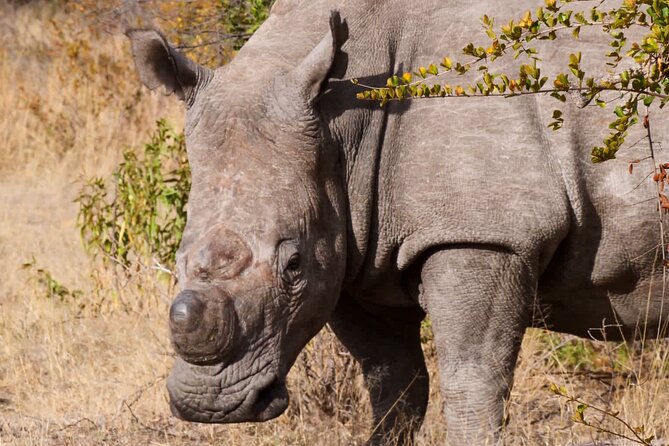 Matobo Rhino Encounter - Accessibility