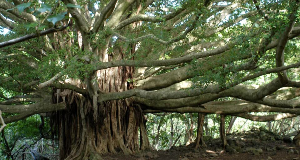 Maui: Full Day Hiking Tour With Lunch - Hiking the Seven Sacred Pools