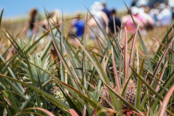 Maui Pineapple Farm Tour in Haliimaile - Customer Experience and Feedback