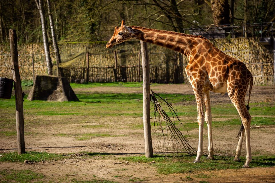 Mechelen: Planckendael ZOO Entry Ticket - Facilities and Services