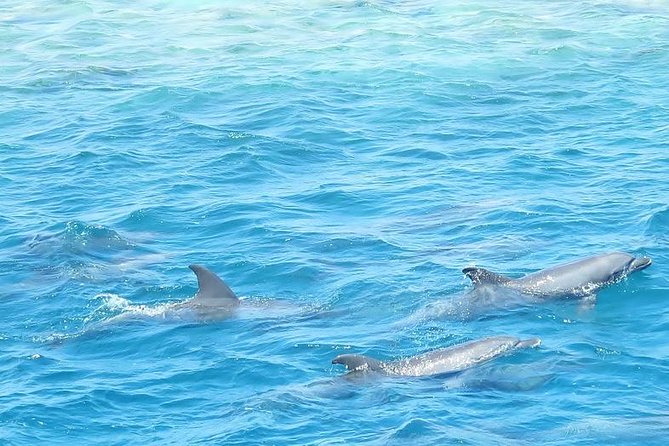 Meet the Dolphins in Snorkeling Tour - Pickup and Transfer