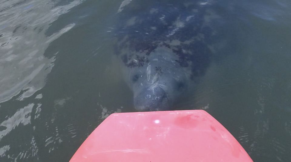 Merritt Island: Manatee Watching Paddle or Kayak Tour - Location and Pricing