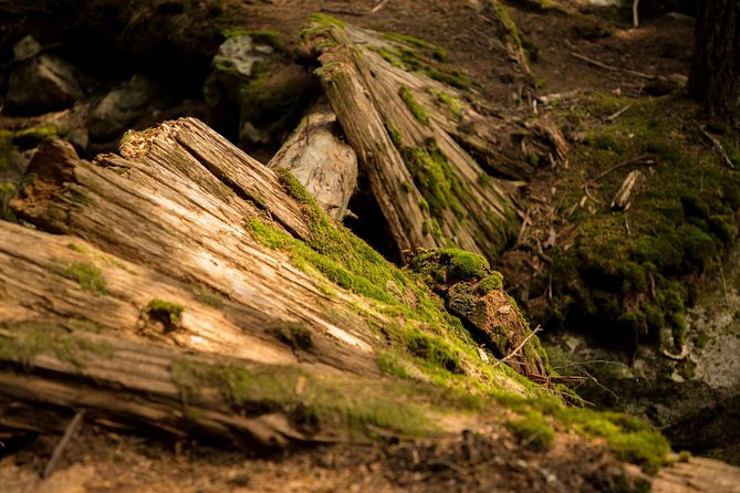 Mesmerizing Nature Walk in Lynn Canyon Park - Traverse Lynn Valley Suspension Bridge