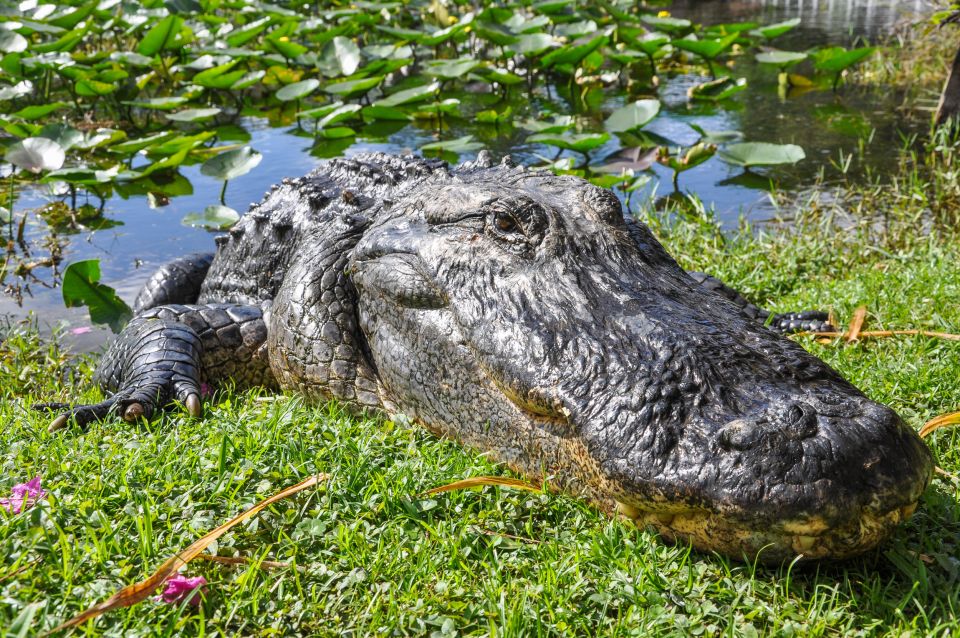 Miami: Everglades Safari Park Airboat Tour - Airboat Tour Description