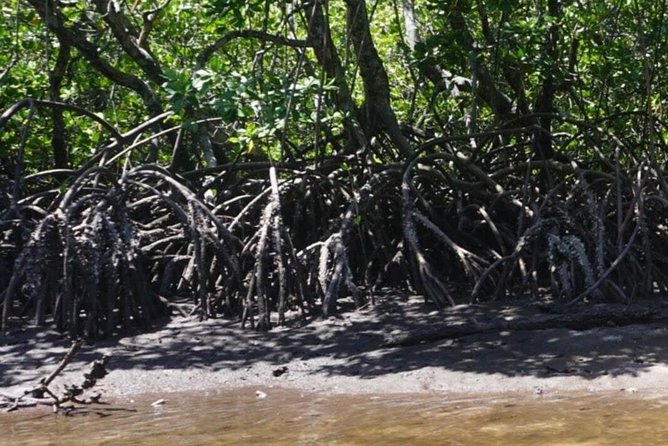 Mida Creek Boardwalk and Canoa Ride - Observing the Local Wildlife