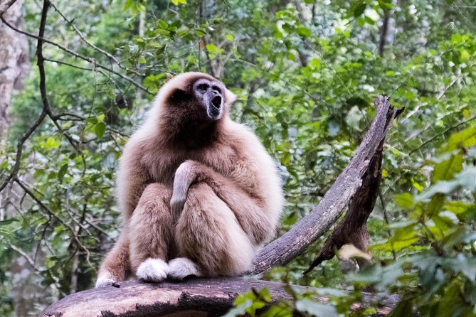 Monkeyland Guided Tour in Plettenberg Bay - Tour Schedule and Tickets