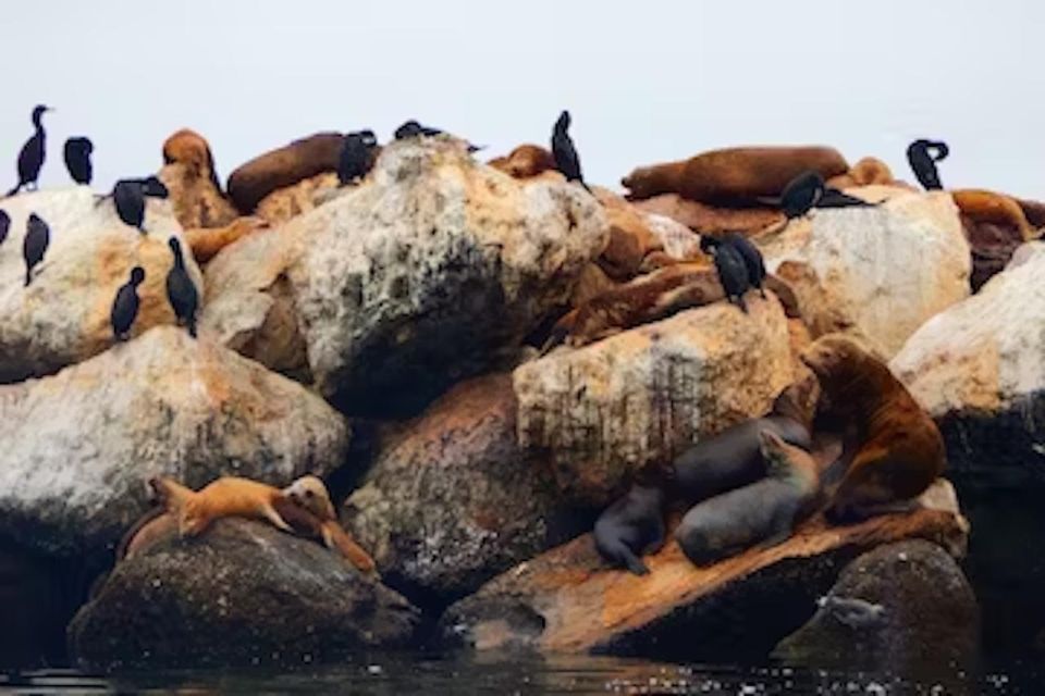 Monterey: Cannery Row Kayak Tour - Tour Details