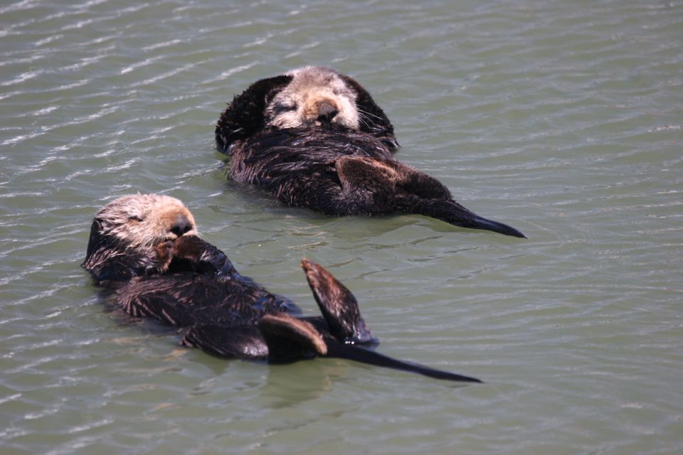 Monterey: Monterey Bay Dolphin and Whale Watching Boat Tour - Tour Features