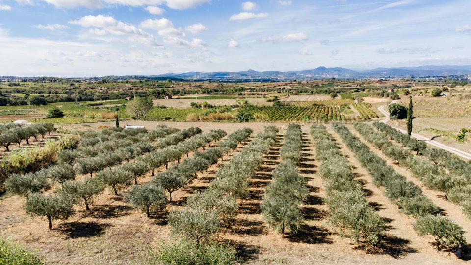 Montpellier : Visit Lavender Field and an Olive Oil Mill - Inclusion and Exclusions