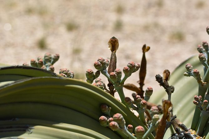 Moon Landscape and Welwitschia 4x4 Half-Day Tour From Walvis Bay - Confirmation and Requirements