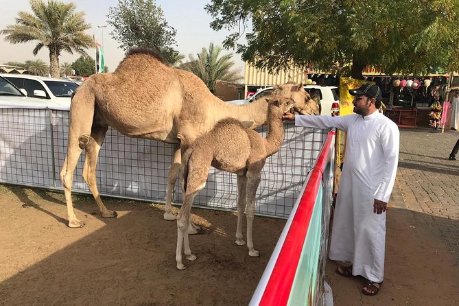 Morning Dubai Desert Safari With Sand Boarding and Camel Ride - Pickup Details