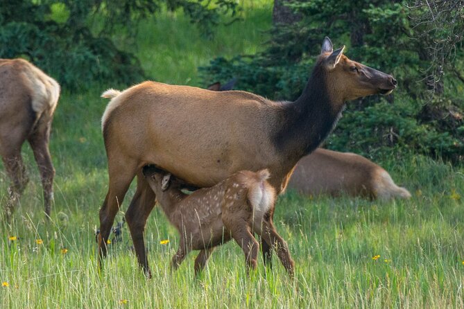 Morning Jasper National Park Wildlife Tour - Tour Duration