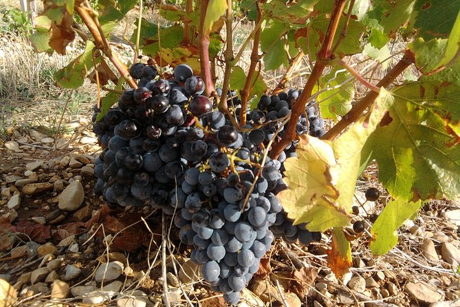 Morning Wine Tour to Châteauneuf-du-Pape From Avignon - Vineyard Stroll and Views