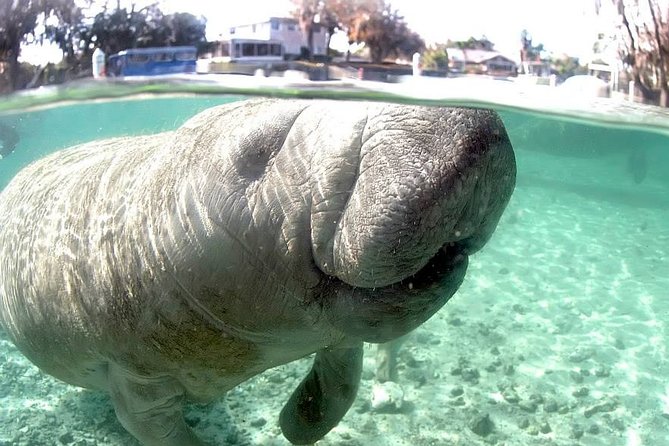 Most Popular 3hr Manatee Swim Tour + In-Water Guide! - Participant Requirements and Recommendations