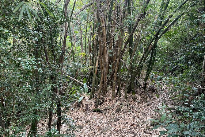 Mount Healthy National Park Private Hike Tour in Tortola - Meeting Point and Start Time