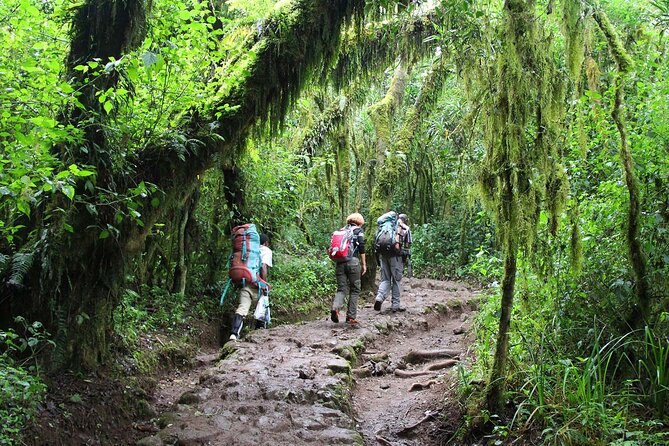 Mount Kilimanjaro Day Hike Through Marangu Route to Mandara Hut - Traveler Requirements