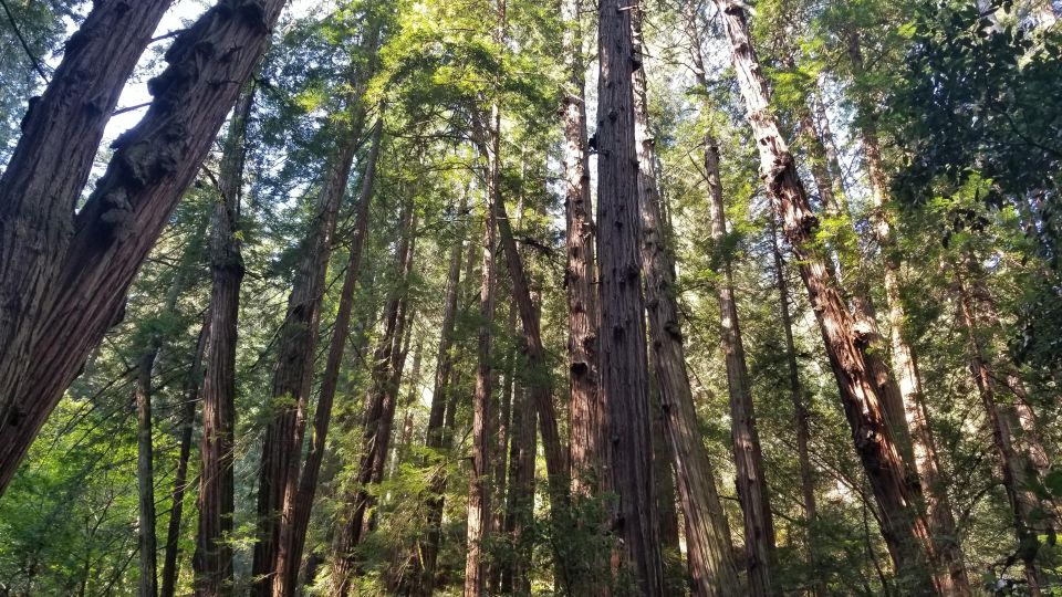 Muir Woods, Sausalito and Ferry Back to Fishermans Wharf - Exploring Muir Woods