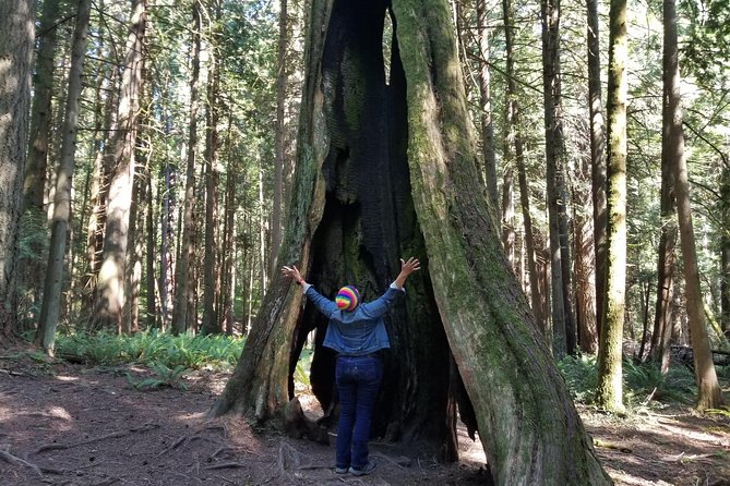 Mystical Rainforest Tour - Forest Magick - Guided Visualization