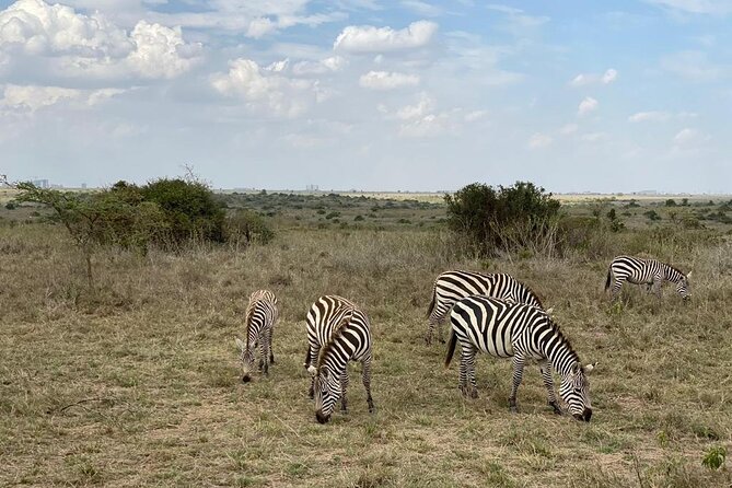 Nairobi National Park and Giraffe Center - Meeting and Pickup Details