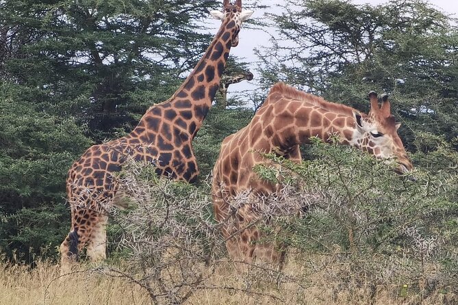 Nairobi National Park and Giraffe Centre Guided Safari Tour - Pickup and Transportation