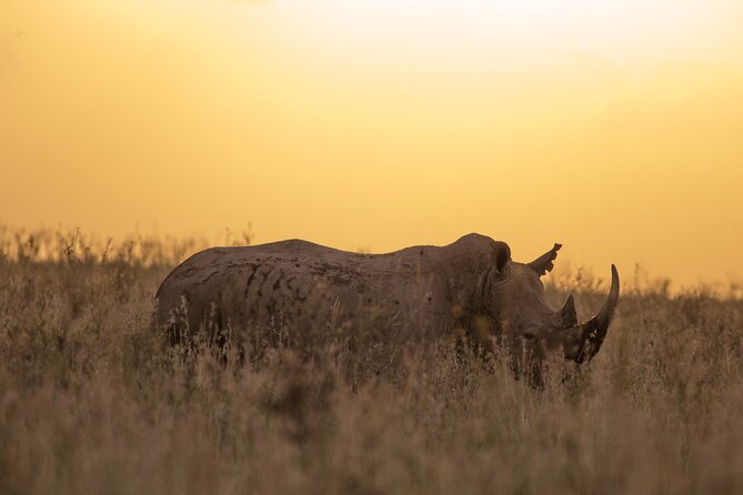 Nairobi National Park Day Tour - Schedule and Accessibility