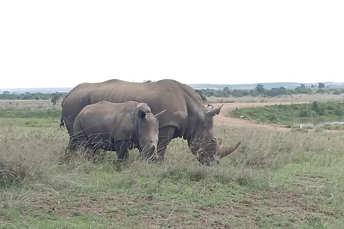 Nairobi National Park Game Drive. Free Airport Pick / Drop Off. - Tour Duration and Schedule