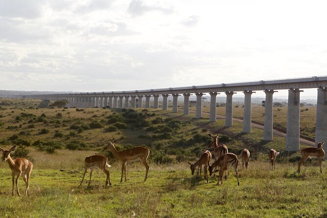 Nairobi National Park Group Shared Tour - Additional Information