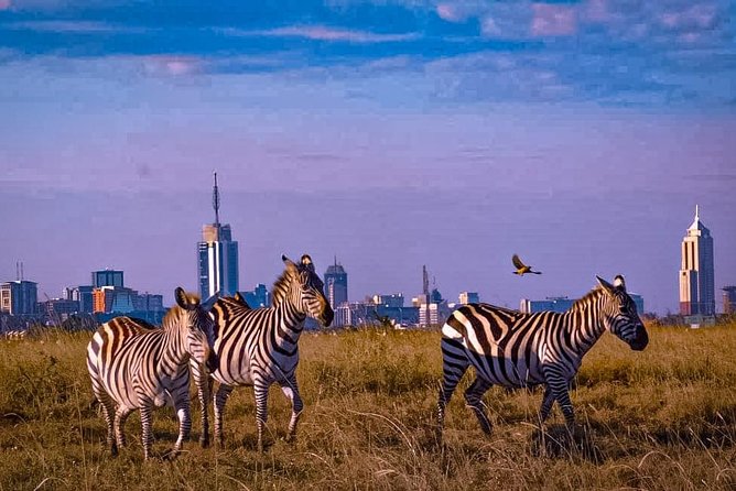 Nairobi National Park Guided Half Day Tour Game Drive- FREE WIFI - Traveler Experiences