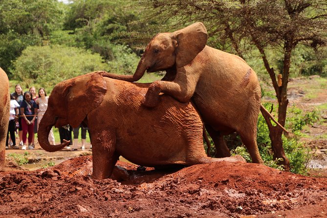 Nairobi National Park Private Safari - Schedule and Availability