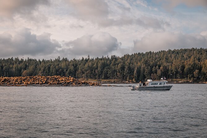 Nanaimo Whale Watching in a Semi-Covered Boat - Booking and Pricing Details