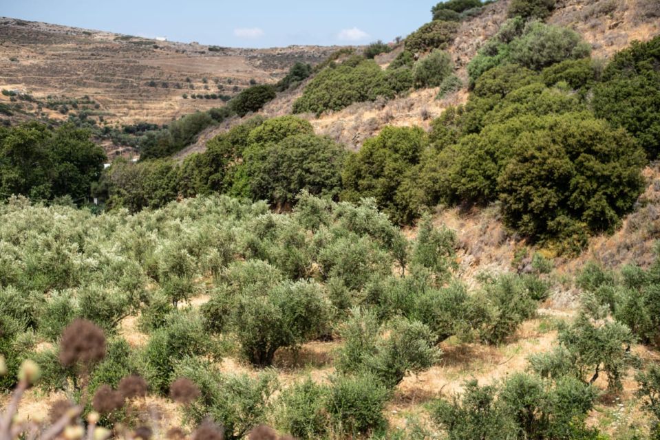 Naxos: Half-Day Olive Oil Tour With Tastings - Cultural Significance